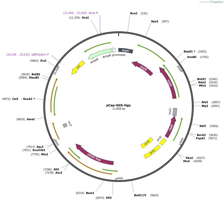 227580-plasmid-map-sequence-id-456389