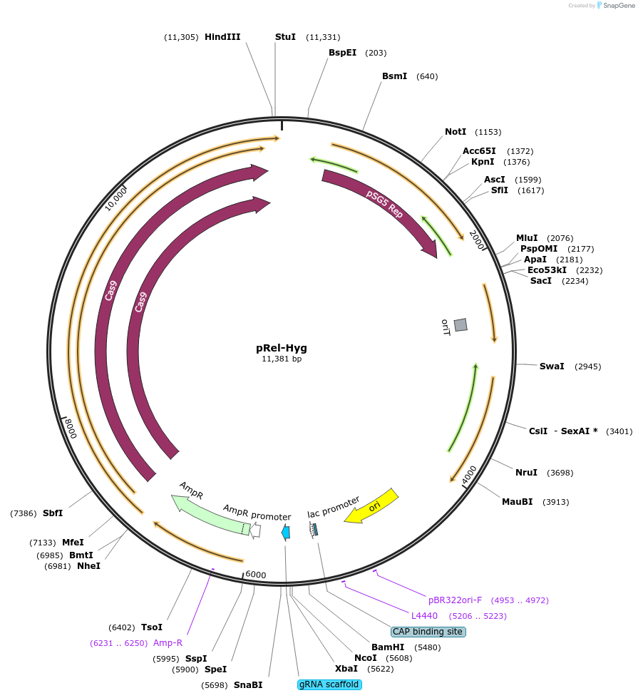227582-plasmid-map-sequence-id-456400
