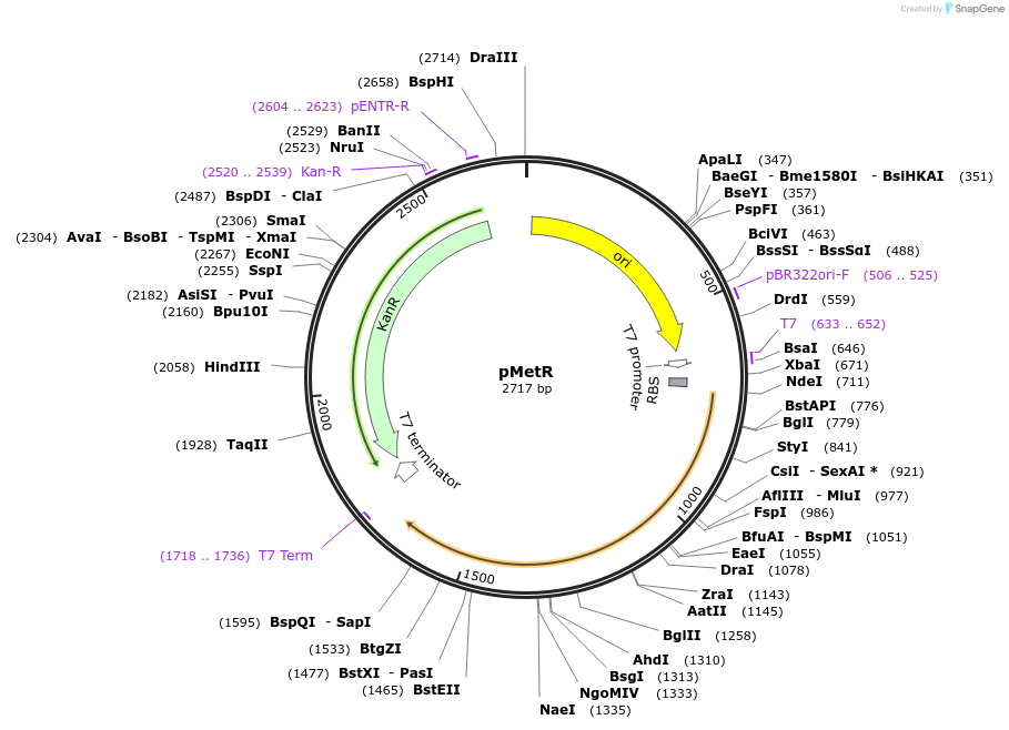 216329-plasmid-map-sequence-id-456402