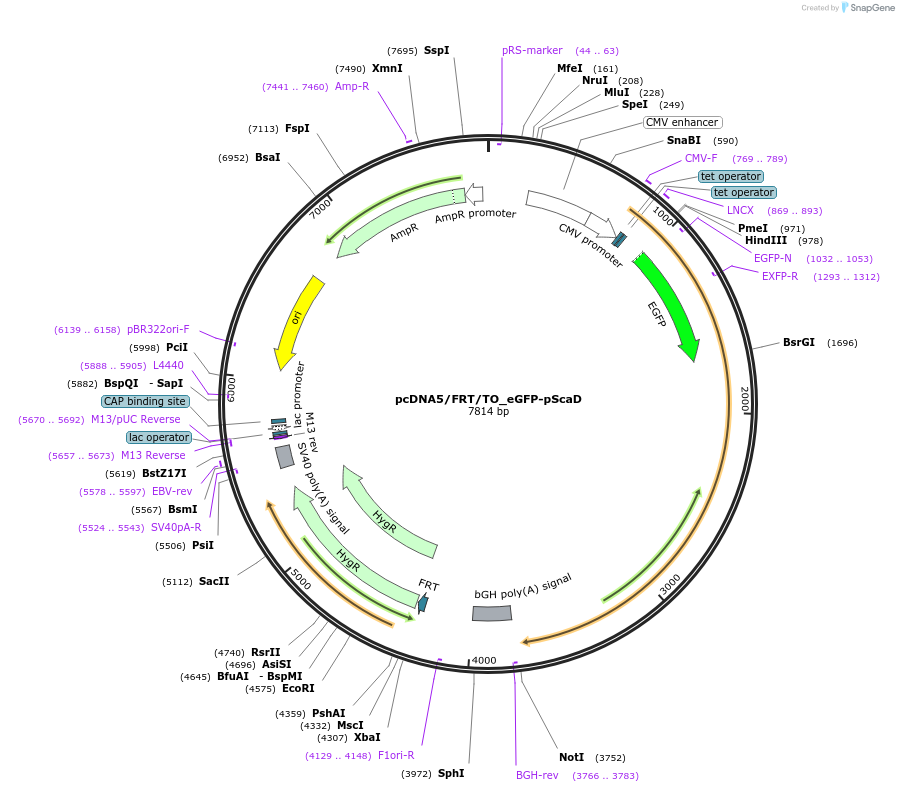 228825-plasmid-map-sequence-id-456407