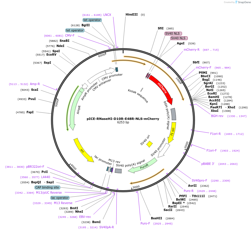 60367-plasmid-map-sequence-id-456413