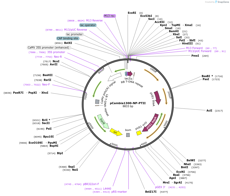 226816-plasmid-map-sequence-id-456430
