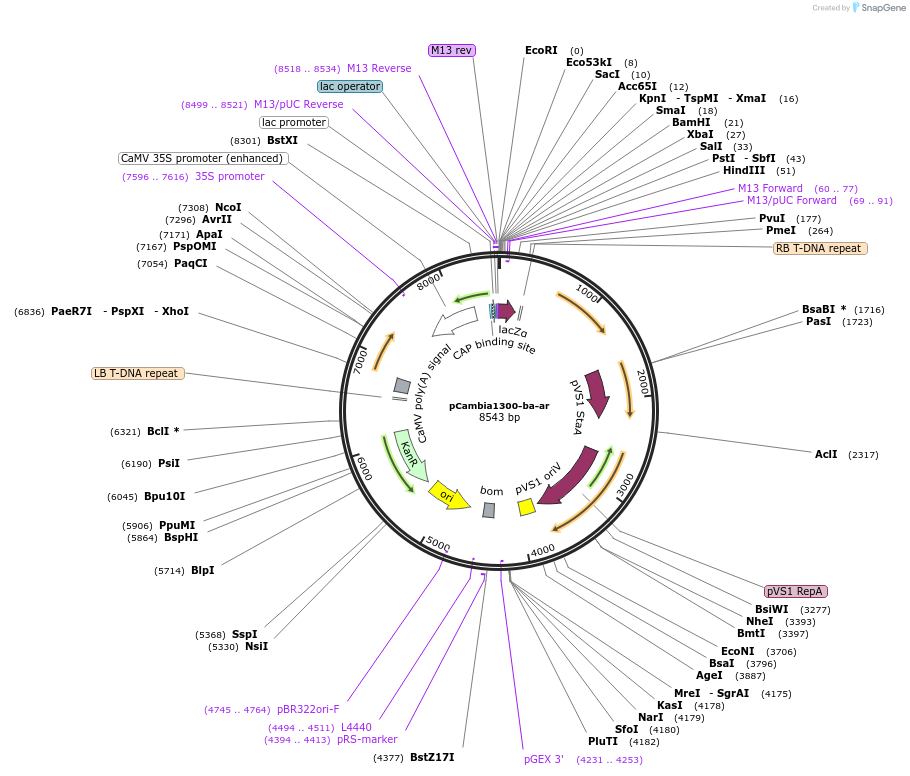 226815-plasmid-map-sequence-id-456431