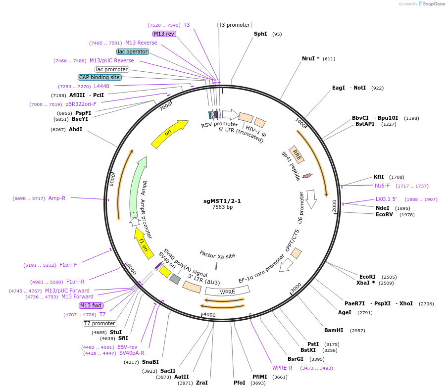 229429-plasmid-map-sequence-id-456434