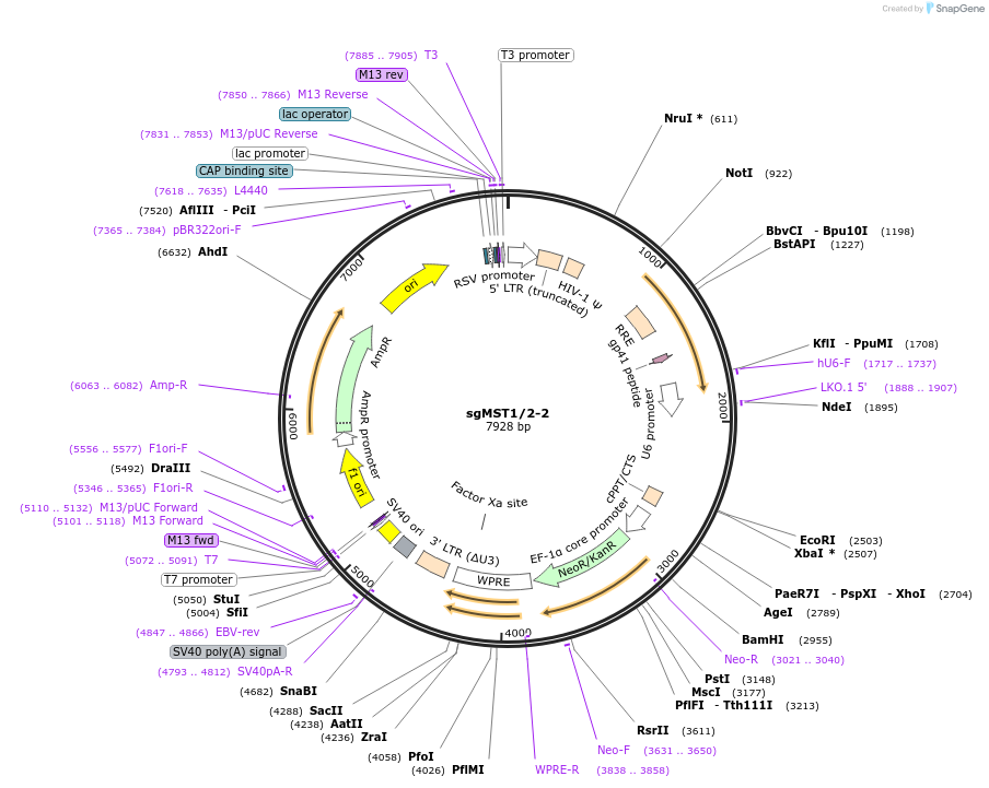 229430-plasmid-map-sequence-id-456435