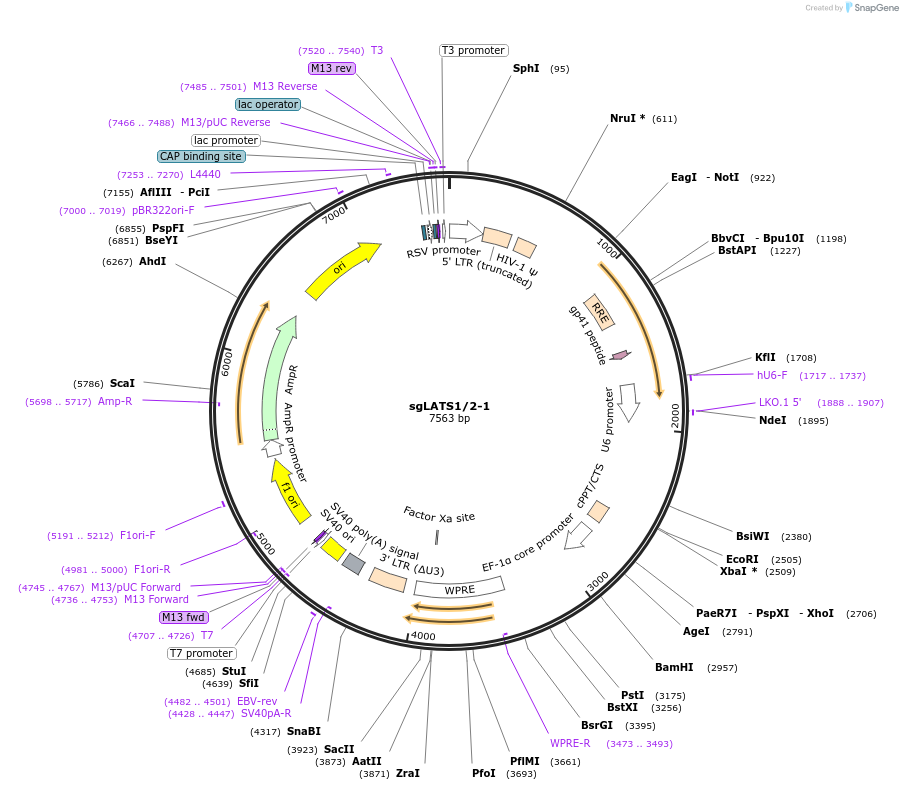 229431-plasmid-map-sequence-id-456436