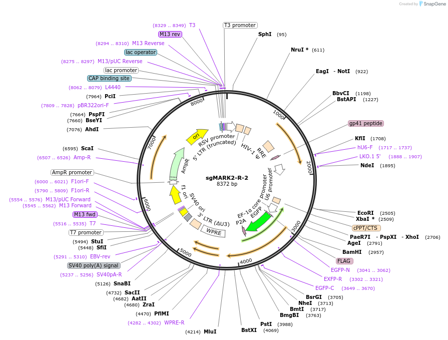 229435-plasmid-map-sequence-id-456439
