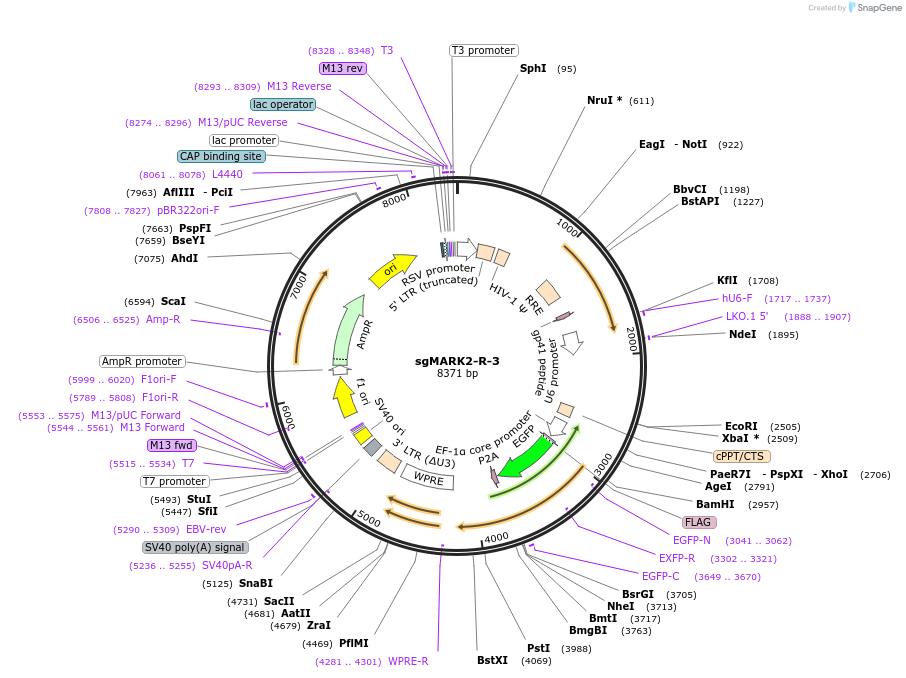229436-plasmid-map-sequence-id-456440