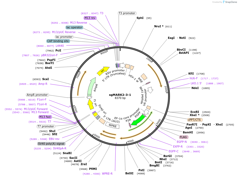229440-plasmid-map-sequence-id-456443