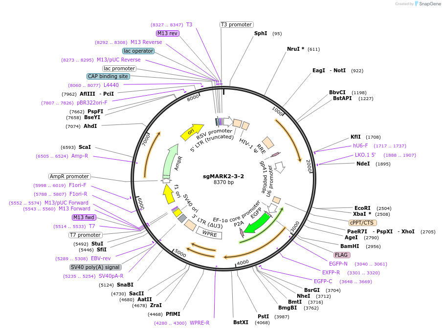 229441-plasmid-map-sequence-id-456444