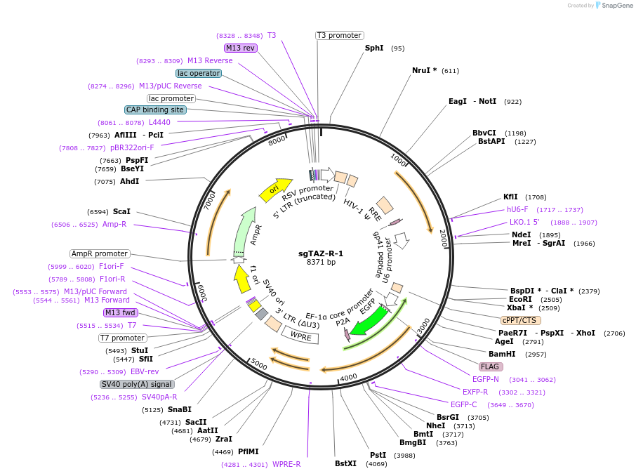 229448-plasmid-map-sequence-id-456447