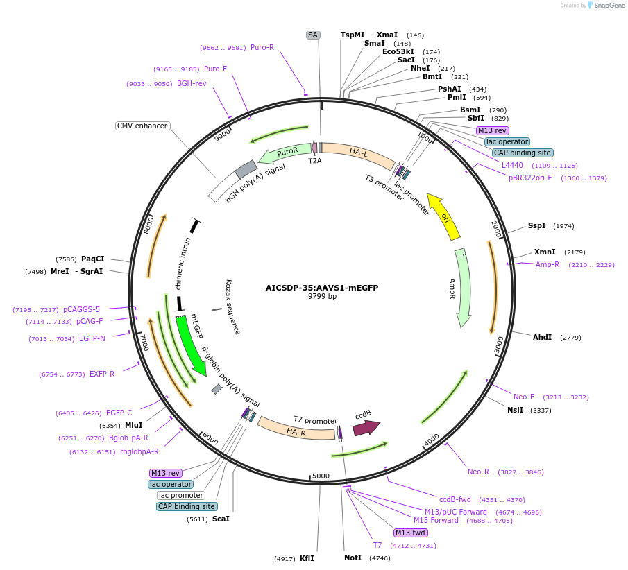 91565-plasmid-map-sequence-id-456463