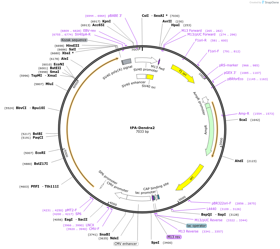 82636-plasmid-map-sequence-id-456469