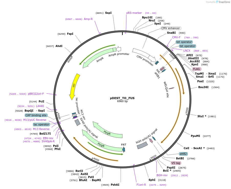 26373-plasmid-map-sequence-id-456520