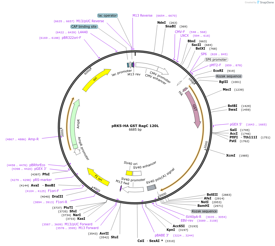 19306-plasmid-map-sequence-id-456521
