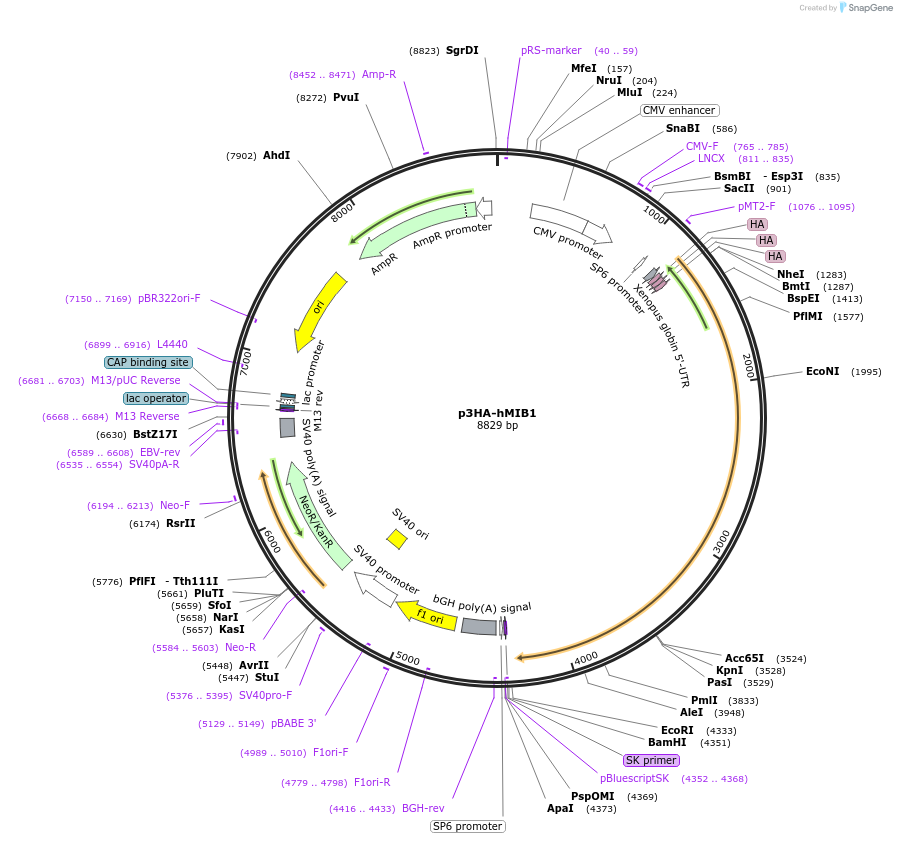 33317-plasmid-map-sequence-id-456533