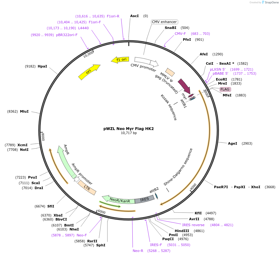 20501-plasmid-map-sequence-id-456535