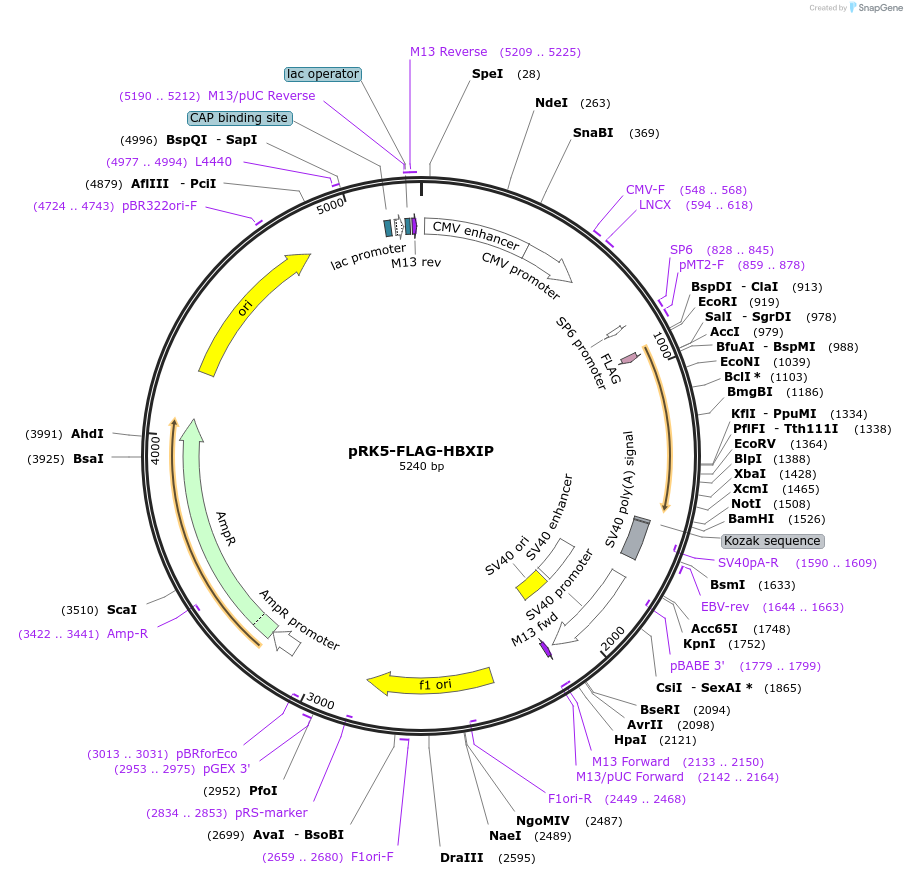 42326-plasmid-map-sequence-id-456536