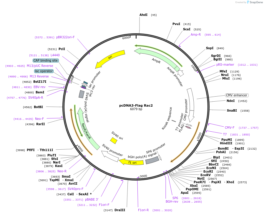 12192-plasmid-map-sequence-id-456539