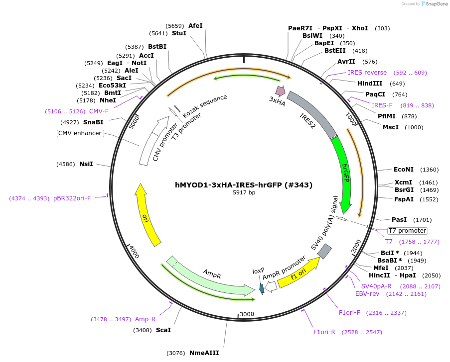 78327-plasmid-map-sequence-id-456542