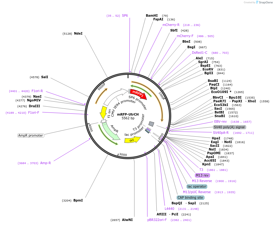 26739-plasmid-map-sequence-id-456548
