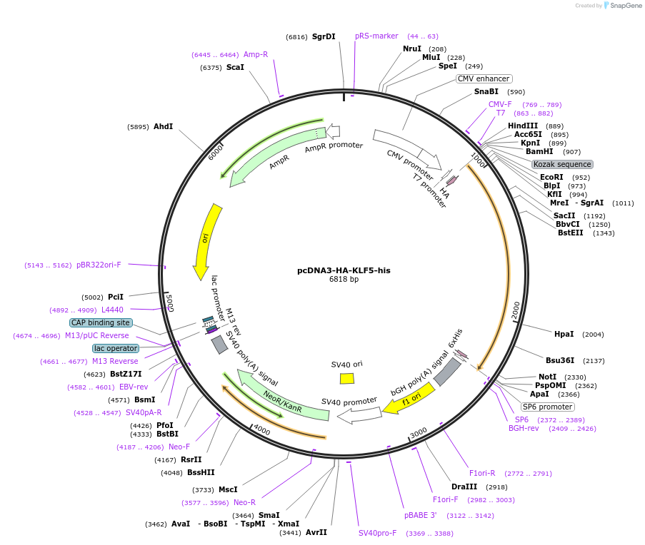 40904-plasmid-map-sequence-id-456550