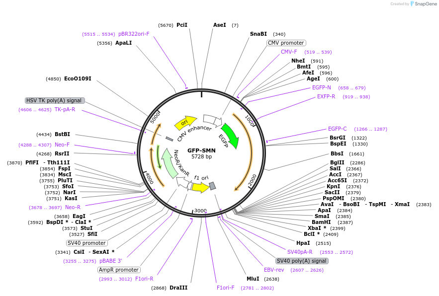 37057-plasmid-map-sequence-id-456573