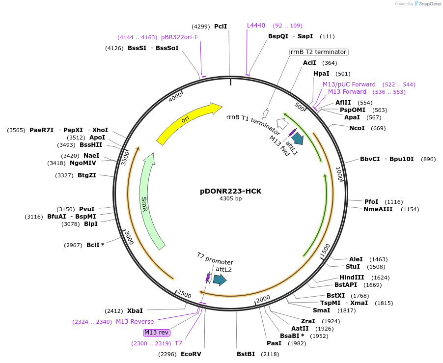 23879-plasmid-map-sequence-id-456581