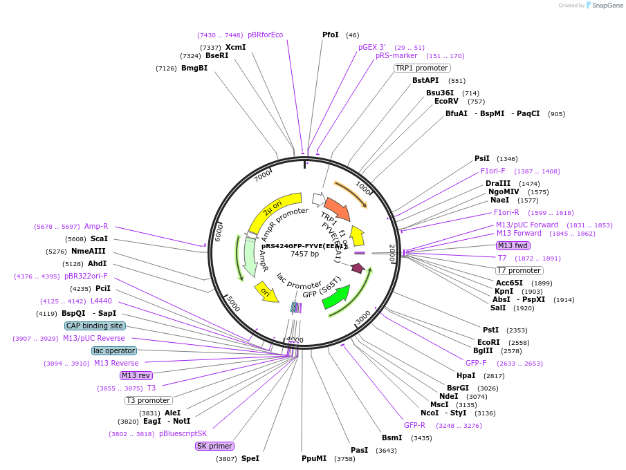36096-plasmid-map-sequence-id-456589