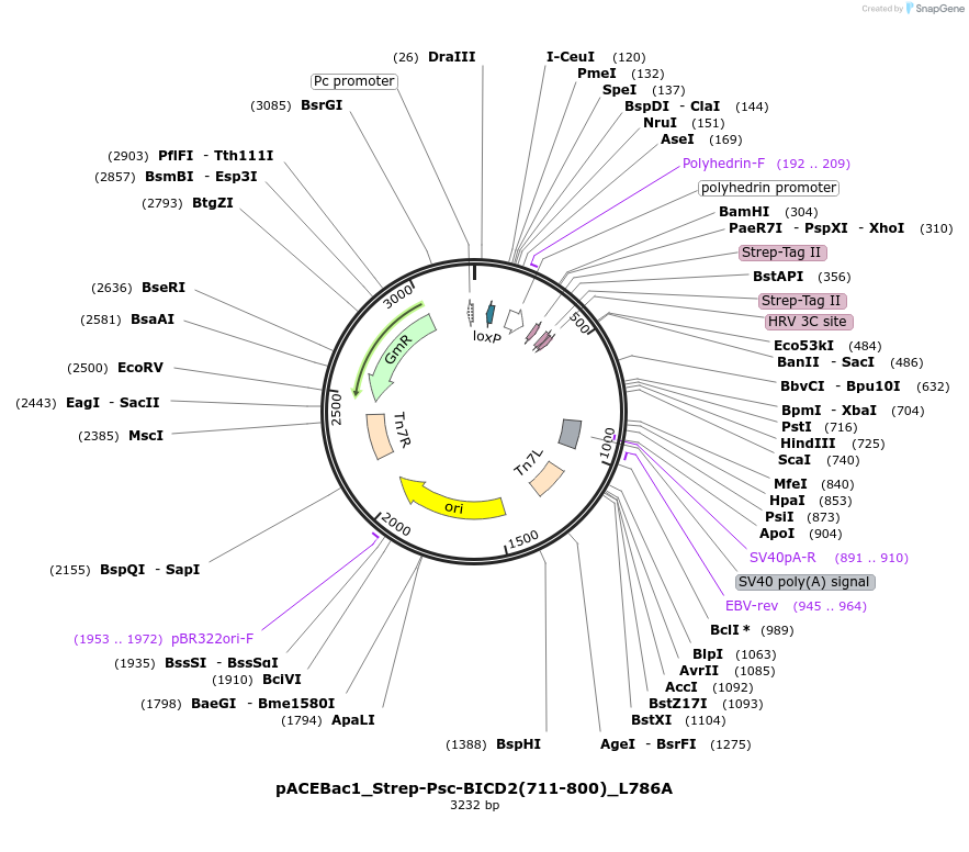 228838-plasmid-map-sequence-id-456610