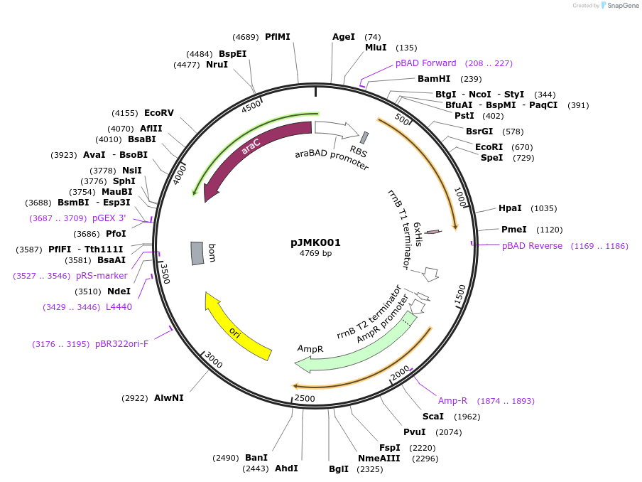 33780-plasmid-map-sequence-id-456612