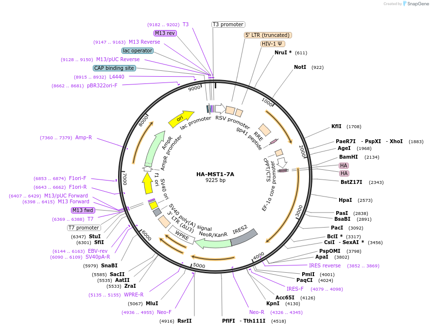 229418-plasmid-map-sequence-id-456618
