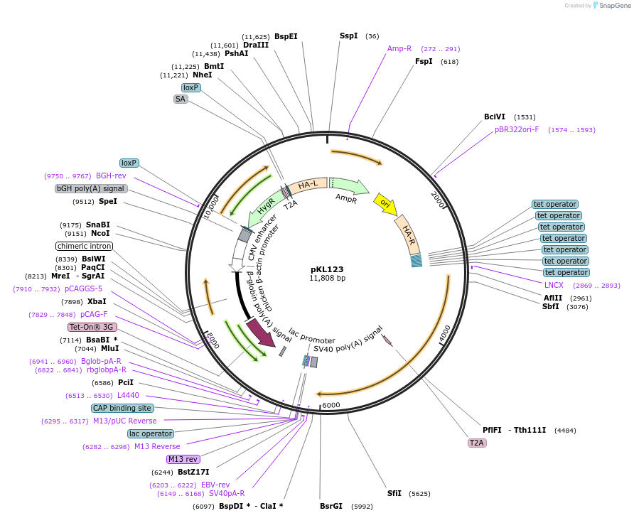 187889-plasmid-map-sequence-id-456620