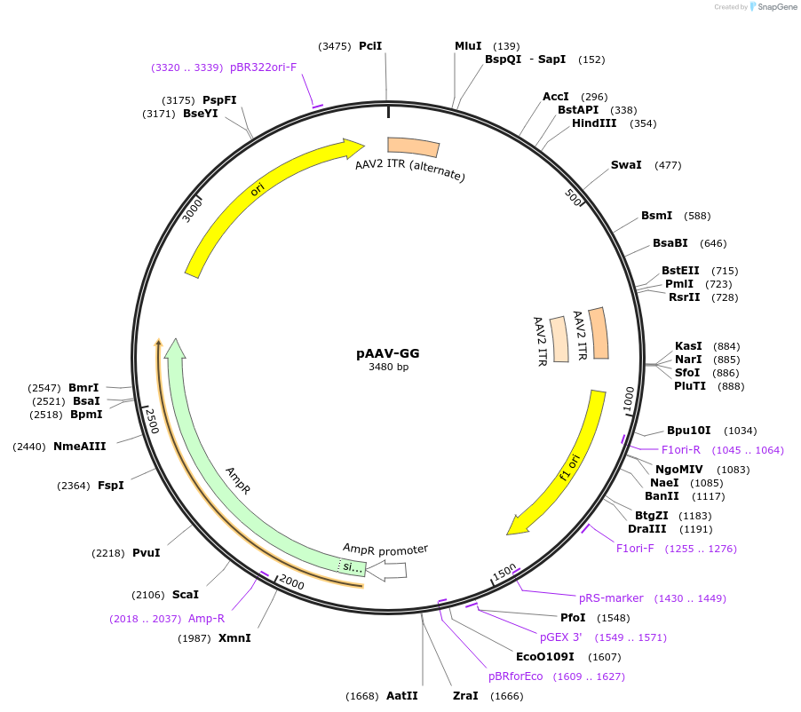 213039-plasmid-map-sequence-id-456645