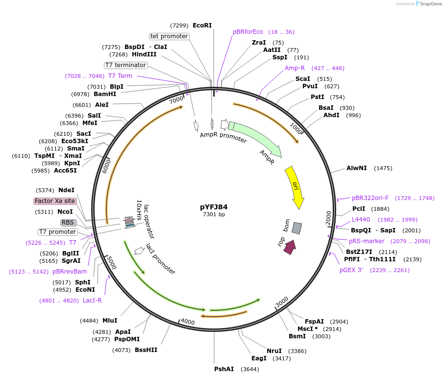 227644-plasmid-map-sequence-id-456646