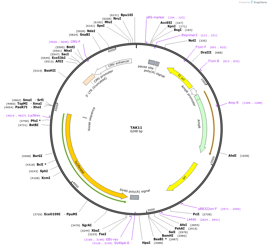 227095-plasmid-map-sequence-id-456652