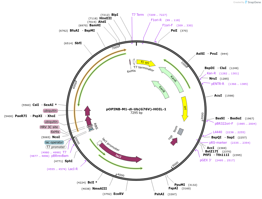 229539-plasmid-map-sequence-id-456666