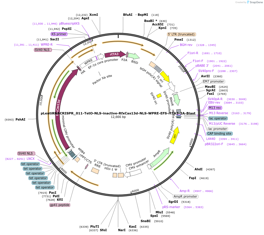 228557-plasmid-map-sequence-id-456689
