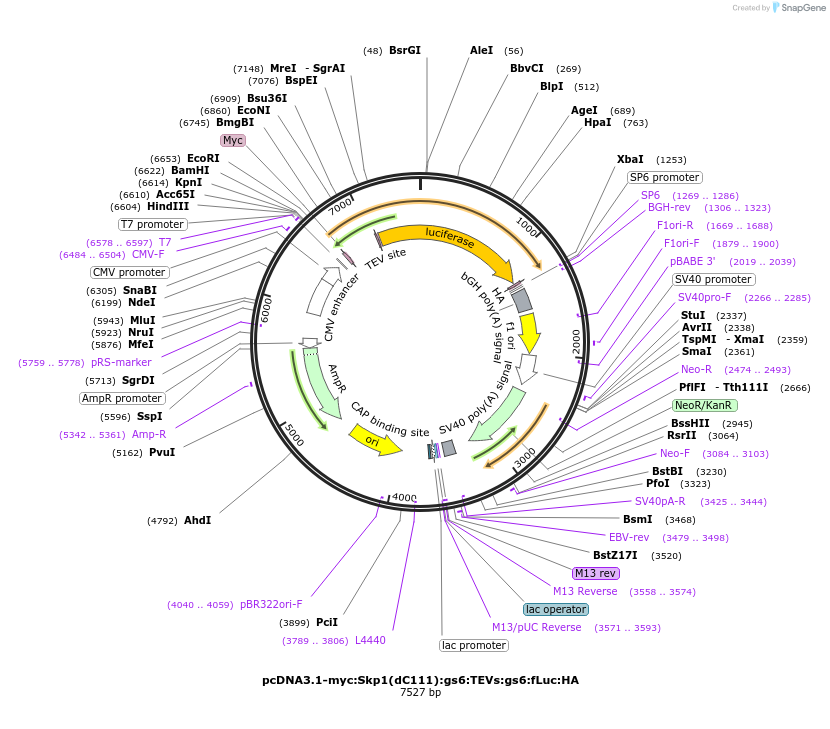 228530-plasmid-map-sequence-id-456690