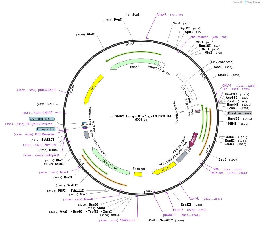 228534-plasmid-map-sequence-id-456691