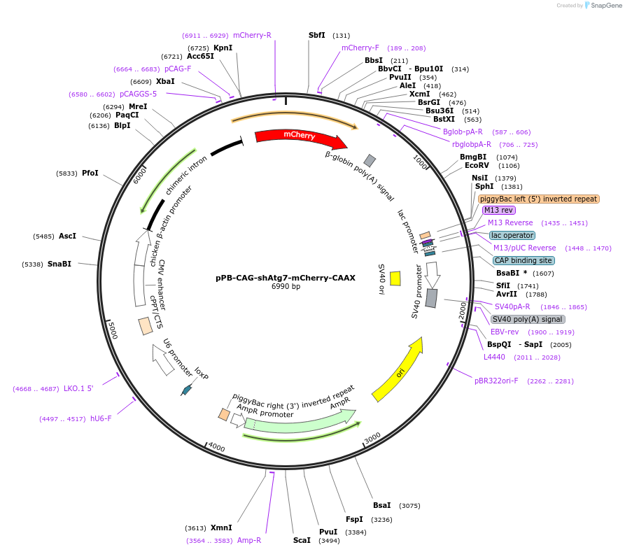 227687-plasmid-map-sequence-id-456694