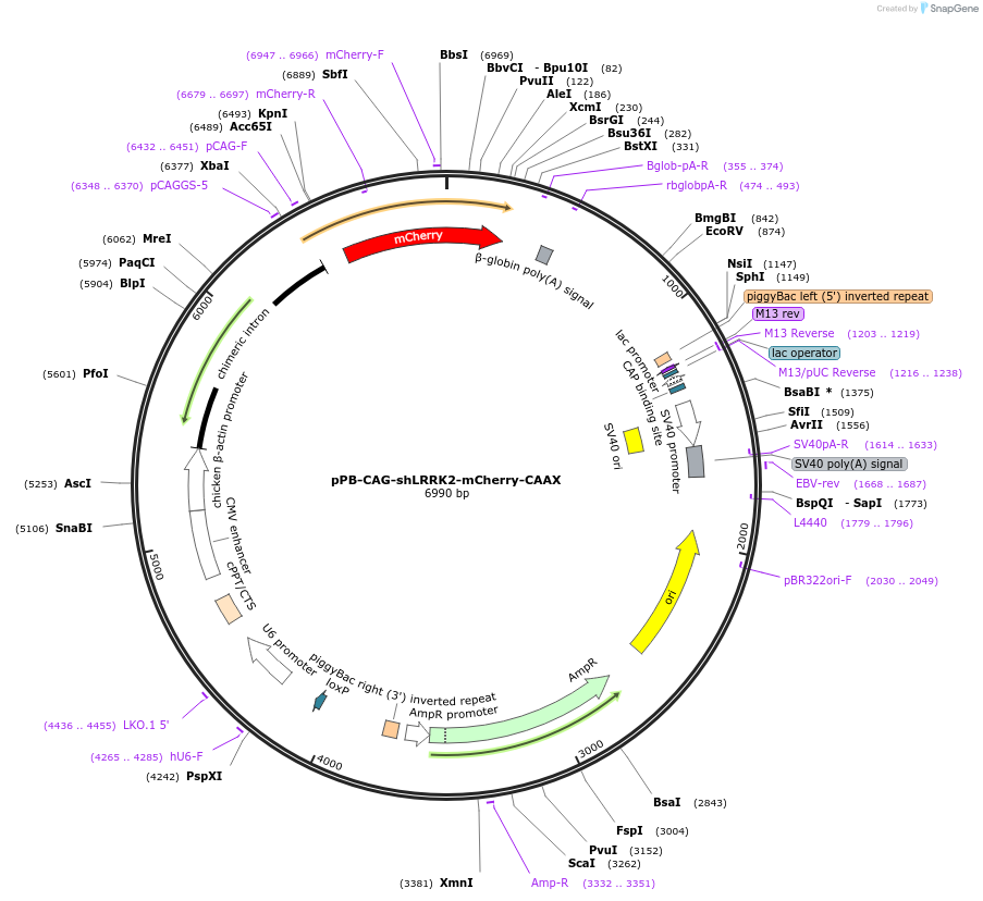227686-plasmid-map-sequence-id-456695