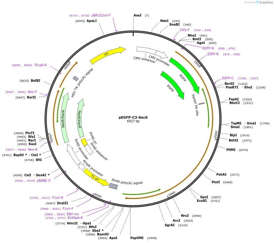 53757-plasmid-map-sequence-id-456744