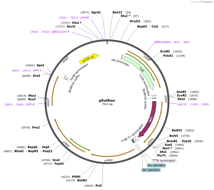 216334-plasmid-map-sequence-id-456749