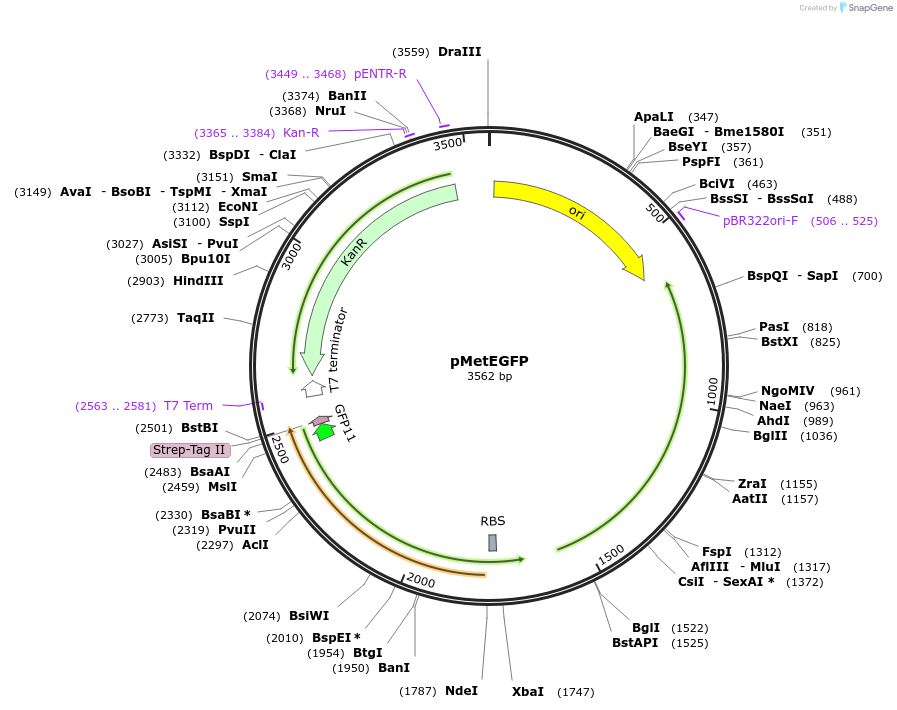216330-plasmid-map-sequence-id-456754