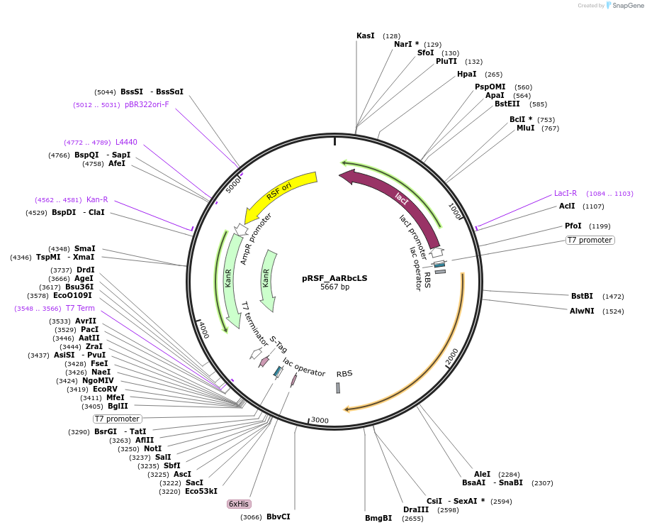 229505-plasmid-map-sequence-id-456757