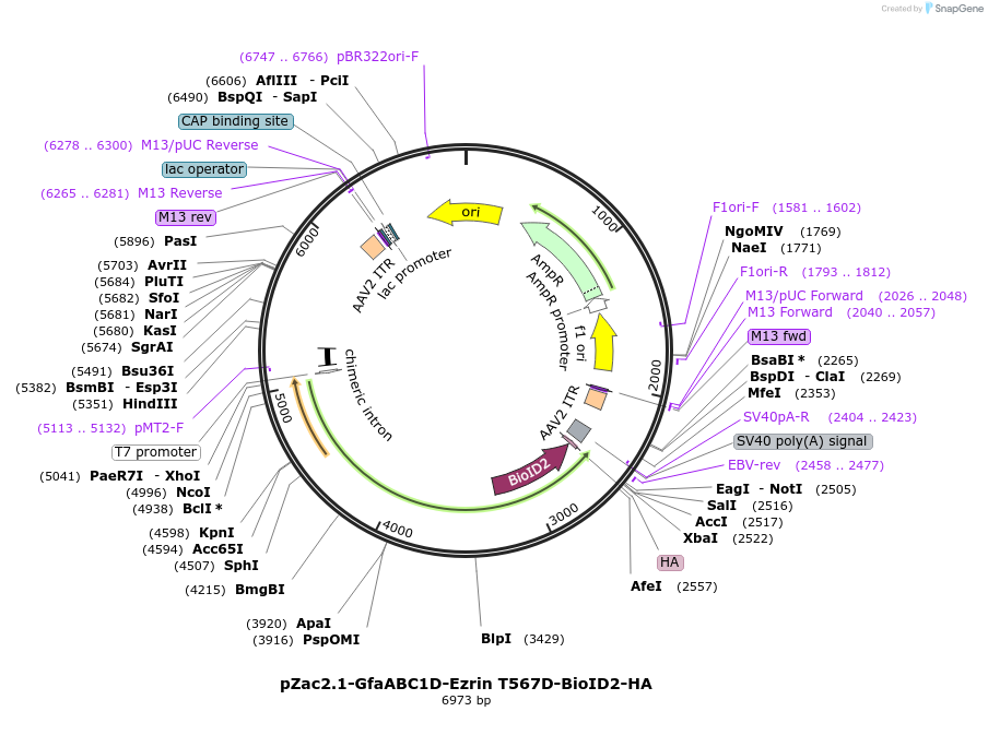 227682-plasmid-map-sequence-id-456854