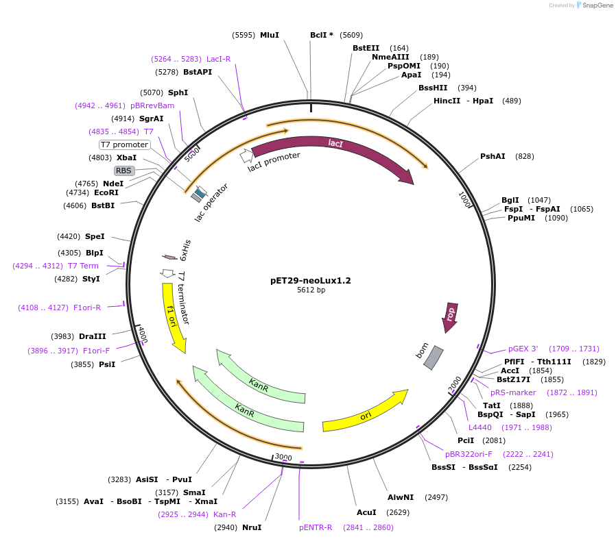 229952-plasmid-map-sequence-id-456855