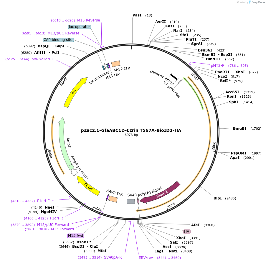 227683-plasmid-map-sequence-id-456856