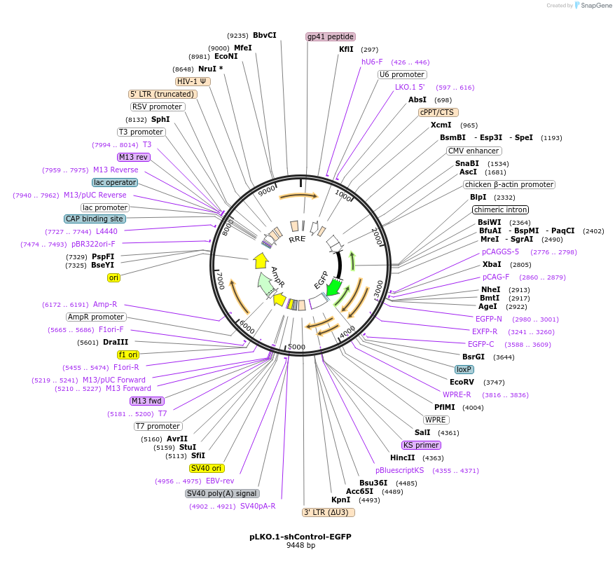 227685-plasmid-map-sequence-id-456858